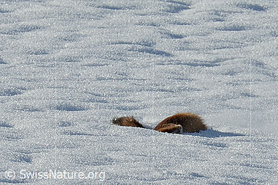 Ob der Rotfuchs (Vulpes vulpes) die Maus erwischt hat?