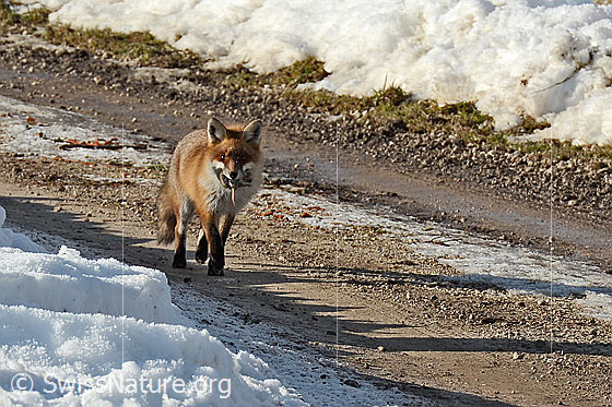 Auf dem Weg zu seinem Bau entdeckt der Rotfuchs die Fotografin.