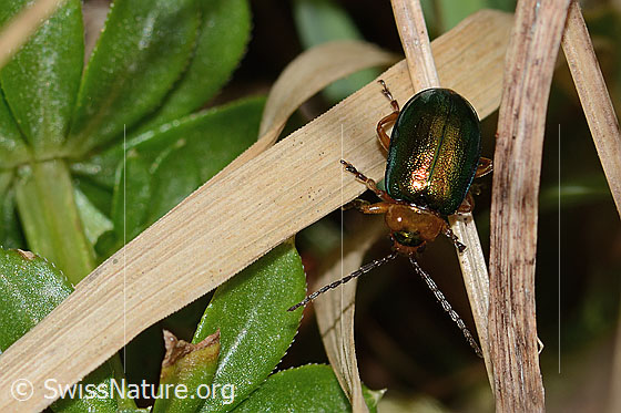Photo: Sermylassa halensis. Length 7mm. View from top front.