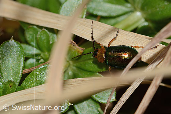 Foto: Hallescher Blattkäfer (Sermylassa halensis). Länge 7mm. Ansicht von oben.