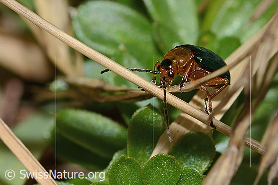 Photo: Sermylassa halensis. Length 7mm. View from the front unten.
