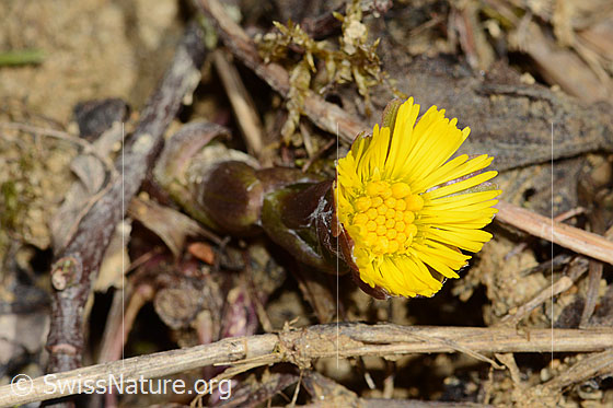 Foto: Huflattich (Tussilago farfara). Blüte und Stängel.