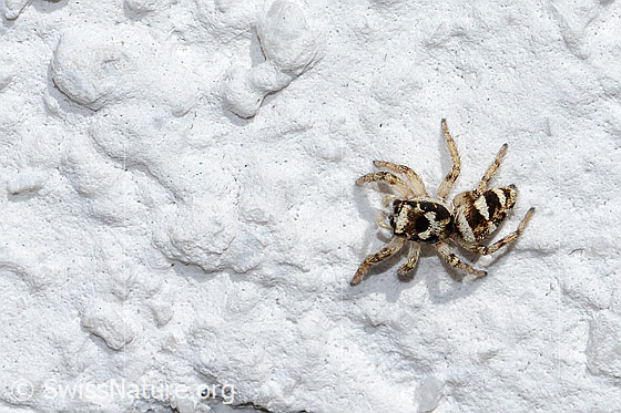 Foto: Zebra-Springspinne (Salticus scenicus). Ansicht von oben.