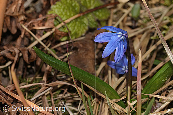 Sibirischer Blaustern (Scilla siberica)