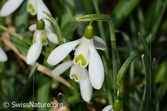 Foto: Schneeglöckchen (Galanthus nivalis). Blüten. Ansicht von der Seite.