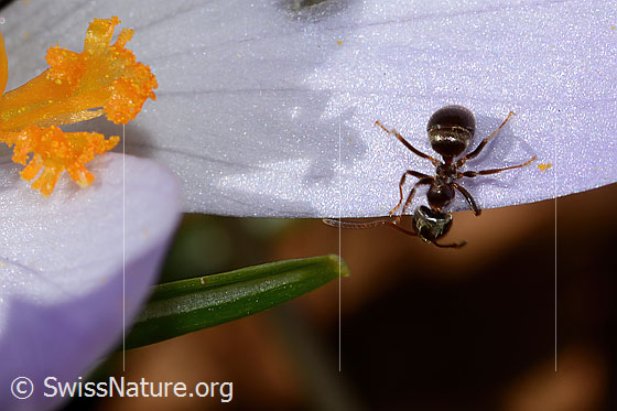 Foto: Schwarze Wegameise (Lasius niger) auf Frühlings-Krokus (Crocus albiflorus). Länge 4mm. Wird auch Mattschwarze Wegameise, Schwarze Gartenameise oder Schwarzgraue Wegameise genannt. Ansicht von oben.