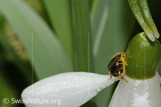 Foto: Gewöhnliche Schmalbiene (Lasioglossum calceatum) auf Schneeglöckchen (Galanthus nivalis). Länge 8mm. Weibchen. Ansicht von hinten.