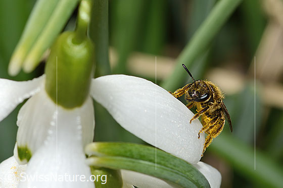 Foto: Gewöhnliche Schmalbiene (Lasioglossum calceatum) auf Schneeglöckchen (Galanthus nivalis). Länge 8mm. Weibchen. Ansicht von vorne.