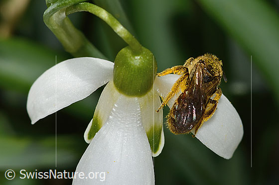 Foto: Gewöhnliche Schmalbiene (Lasioglossum calceatum) auf Schneeglöckchen (Galanthus nivalis). Länge 8mm. Weibchen. Ansicht von oben.