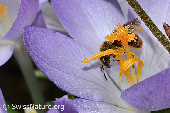 Foto: Gewöhnliche Schmalbiene (Lasioglossum calceatum) auf Frühlings-Krokus (Crocus albiflorus). Länge 8mm. Weibchen. Ansicht von der Seite.