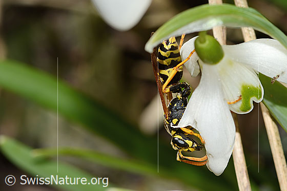 Foto: Französische Feldwespe (Polistes dominula) auf Schneeglöckchen (Galanthus nivalis). Länge 16mm. Weibchen. Ansicht von der Seite.