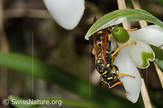 Foto: Französische Feldwespe (Polistes dominula) auf Schneeglöckchen (Galanthus nivalis). Länge 16mm. Weibchen. Ansicht von oben.