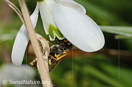 Foto: Französische Feldwespe (Polistes dominula) auf Schneeglöckchen (Galanthus nivalis). Länge 16mm. Weibchen. Untenansicht.