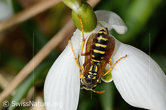 Foto: Französische Feldwespe (Polistes dominula) auf Schneeglöckchen (Galanthus nivalis). Länge 16mm. Weibchen. Ansicht von oben.