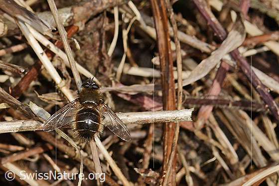 Foto: Tachina ursina (Raupenfliege). Länge 10 - 16mm. Männchen. Ansicht von oben.