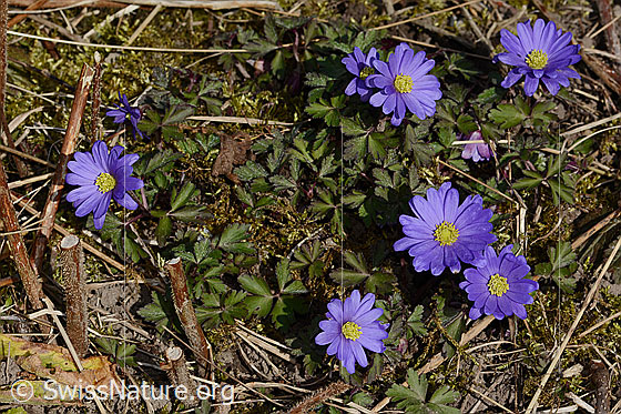 Foto: Balkan Windröschen (Anemone blanda). Ganze Pflanze (Habitus). Höhe: 11cm. Ansicht von oben.