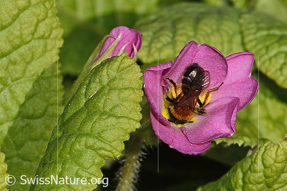 Foto: Zweifarbige Sandbiene (Andrena bicolor) an Stängellose Schlüsselblume (Primula acaulis). Länge 11mm. Weibchen. Ansicht von oben.