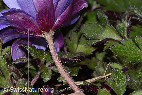 Foto: Balkan Windröschen (Anemone blanda). Stängel und Blütenblätter. Ansicht von schräg unten.
