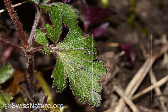 Foto: Balkan Windröschen (Anemone blanda). Blatt. Blattoberseite.