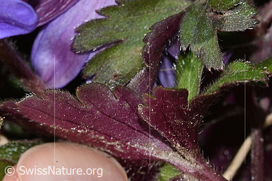 Foto: Balkan Windröschen (Anemone blanda). Blattunterseite.