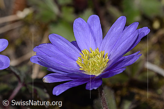Foto: Balkan Windröschen (Anemone blanda). Blüte. Ansicht von seitlich oben.