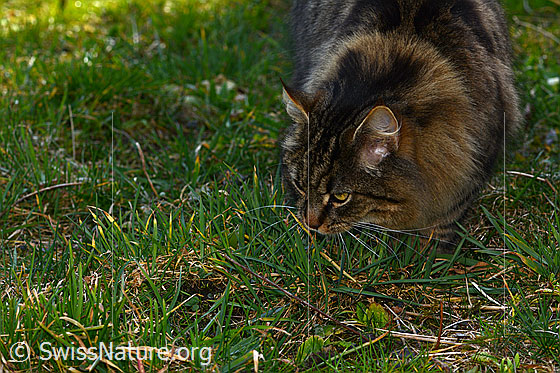 Photo: Felis catus. The cat lies in wait for prey.