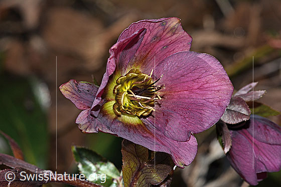 Photo: Helleborus orientalis. Blossom. View from the front.