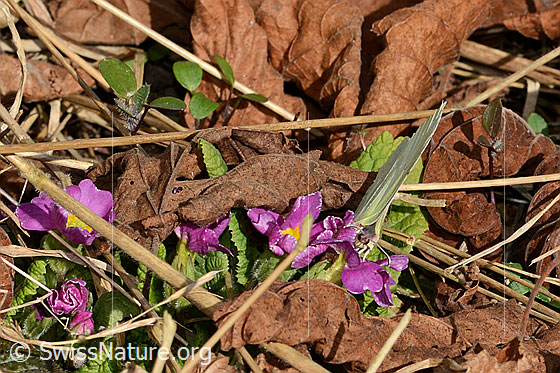 Photo: Gonepteryx rhamni on Primula acaulis. Wings closed. View from the front.