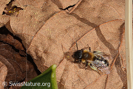Foto: Zweifarbige Sandbiene (Andrena bicolor). Länge 9 - 11mm. Weibchen. Ansicht von oben.