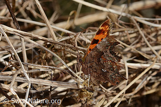 Photo: Polygonia c-album. Wings half closed. View from the side.