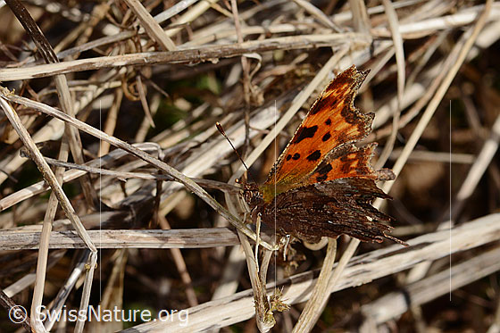 Photo: Polygonia c-album. Wings half open. View from diagonally above.