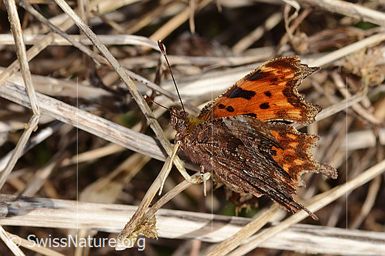 Photo: Polygonia c-album. Wings half open. View from the side above.