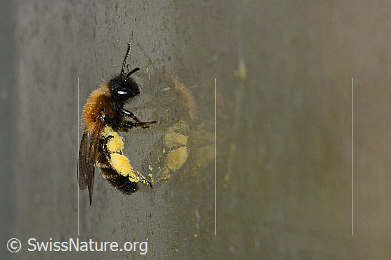 Foto: Zweifarbige Sandbiene (Andrena bicolor). Länge 9 - 11mm. Weibchen. Ansicht von der Seite.