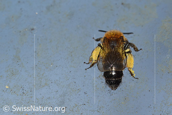 Foto: Zweifarbige Sandbiene (Andrena bicolor). Länge 9 - 11mm. Weibchen. Ansicht von hinten oben.
