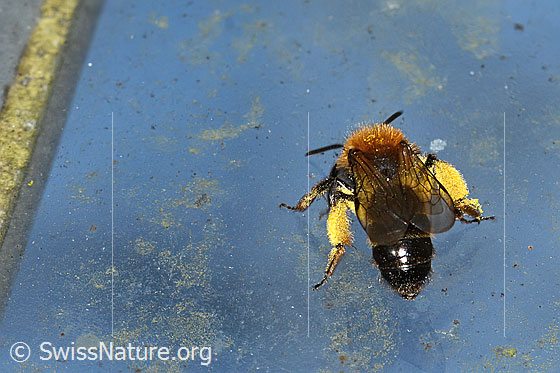 Foto: Zweifarbige Sandbiene (Andrena bicolor). Länge 9 - 11mm. Weibchen. Ansicht von hinten oben.