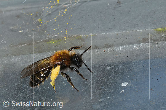 Foto: Zweifarbige Sandbiene (Andrena bicolor). Länge 9 - 11mm. Weibchen. Ansicht von seitlich oben.