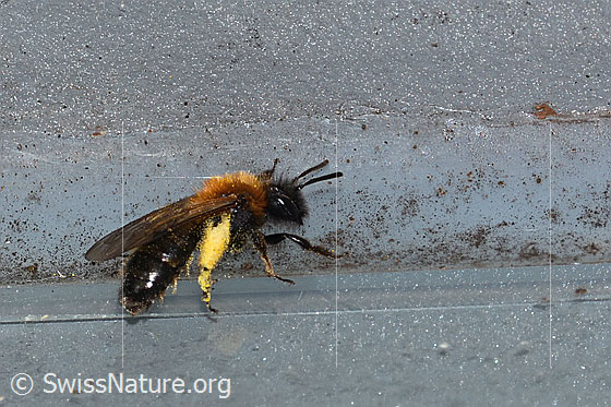 Foto: Zweifarbige Sandbiene (Andrena bicolor). Länge 9 - 11mm. Weibchen. Ansicht von seitlich oben.