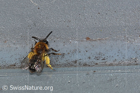 Foto: Zweifarbige Sandbiene (Andrena bicolor). Länge 9 - 11mm. Weibchen. Ansicht von schräg oben.