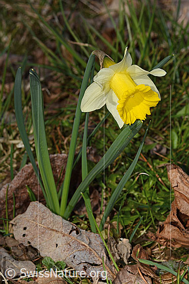 Foto: Osterglocke (Narcissus pseudonarcissus). Ganze Pflanze (Habitus). Höhe: 15cm.