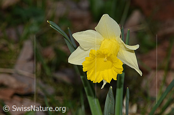 Osterglocke (Narcissus pseudonarcissus)
