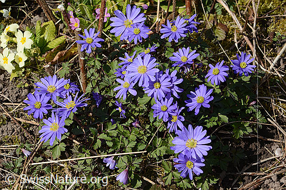 Foto: Balkan Windröschen (Anemone blanda). Ganze Pflanze (Habitus). Höhe: 15cm.