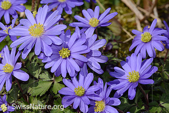 Foto: Balkan Windröschen (Anemone blanda). Blüten. Ansicht von oben. Durchmesser: 4cm.