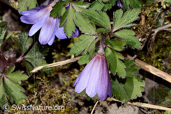 Foto: Balkan Windröschen (Anemone blanda). Geschlossene Blüte. Ansicht von der Seite.
