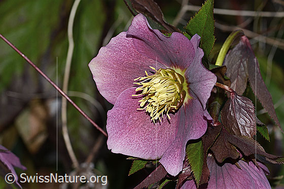 Östliche Nieswurz (Helleborus orientalis)
