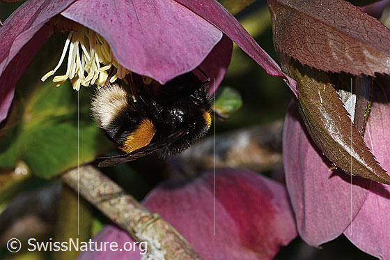 Photo: Bombus terrestris on Helleborus orientalis. Length 23mm. Queen. View diagonally from behind.