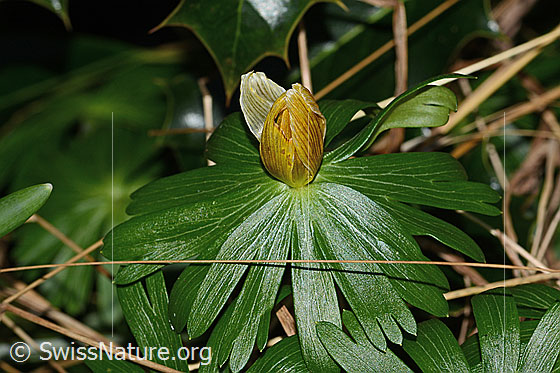 Foto: Winterling (Eranthis hyemalis). Verblüht.