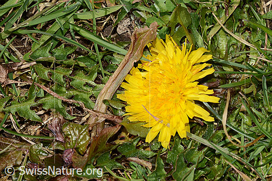 Foto: Gewöhnlicher Löwenzahn (Taraxacum officinale).