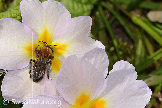 Foto: Zweifarbige Sandbiene (Andrena bicolor) an Stängellose Schlüsselblume (Primula acaulis). Länge 9mm. Weibchen. Ansicht von oben.