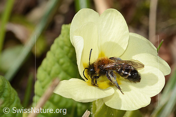 Foto: Zweifarbige Sandbiene (Andrena bicolor) an Stängellose Schlüsselblume (Primula acaulis). Länge 9mm. Weibchen. Ansicht von schräg oben.