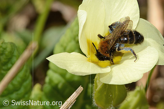 Foto: Zweifarbige Sandbiene (Andrena bicolor) an Stängellose Schlüsselblume (Primula acaulis). Länge 9mm. Weibchen. Ansicht von oben.